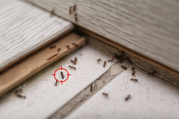 Best Emergency Pest Control  in Portsmouth, VA