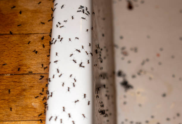 Best Affordable Pest Control Services  in Portsmouth, VA