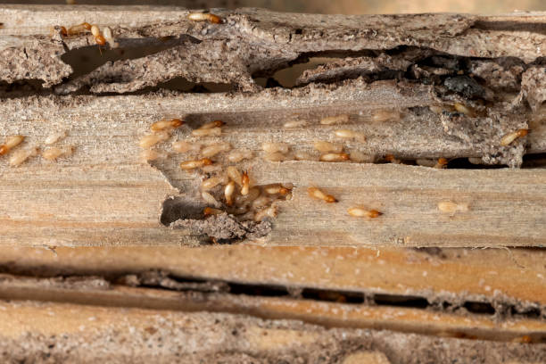 Best Wildlife Control Services  in Portsmouth, VA