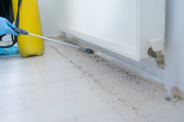 Best Pest Control Near Me in Portsmouth, VA